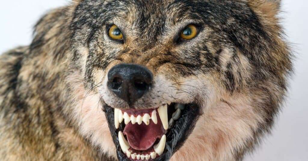 Werewolf bite