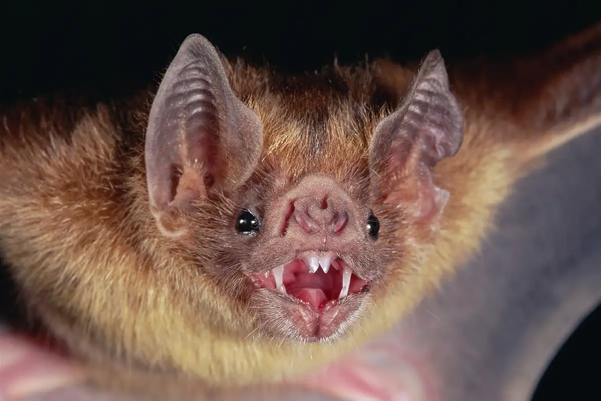 What do vampire bats eat