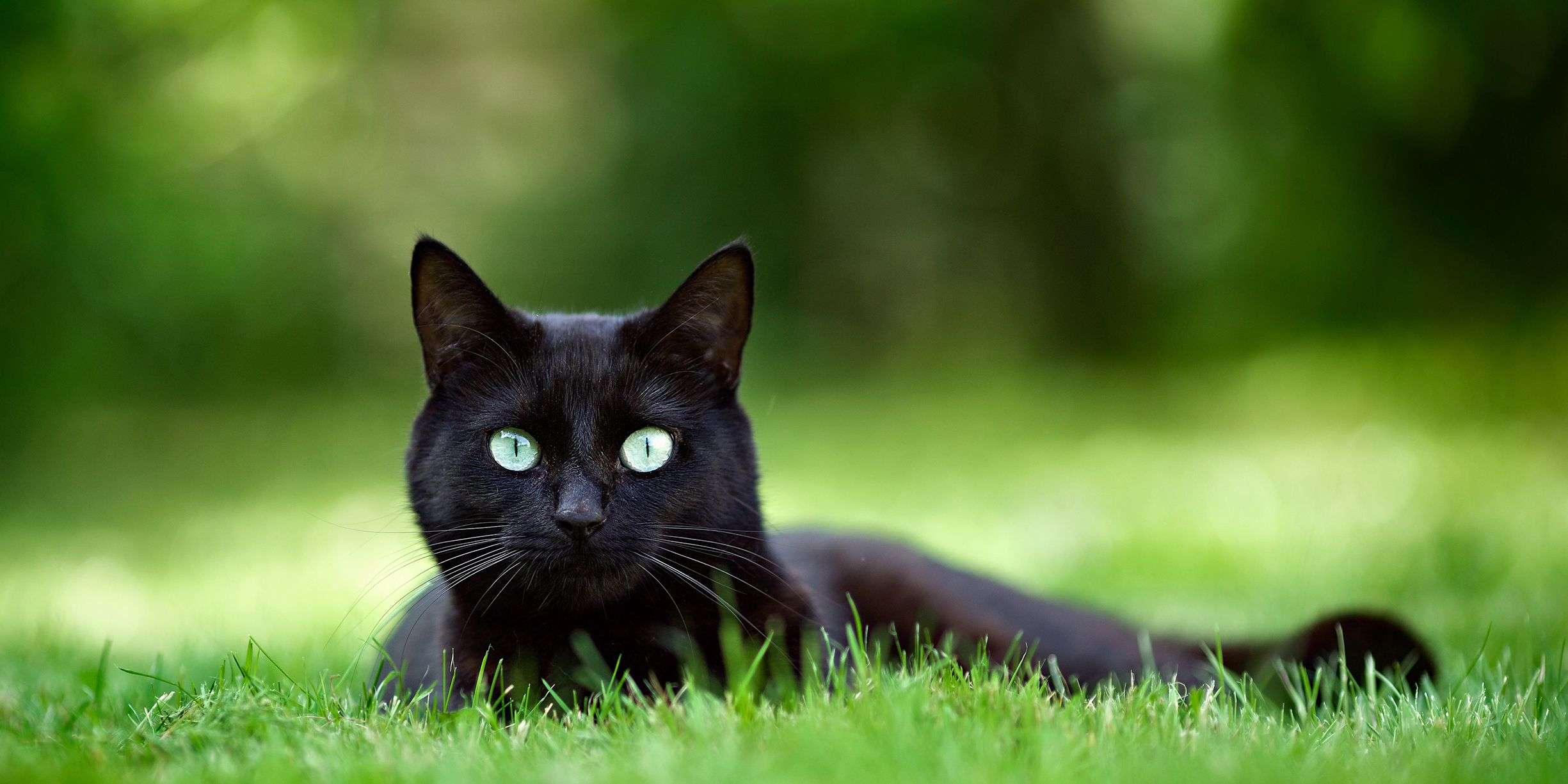What does it mean when a black cat visits you?